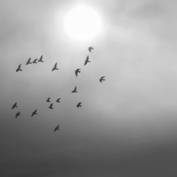 Doves daily flight routine